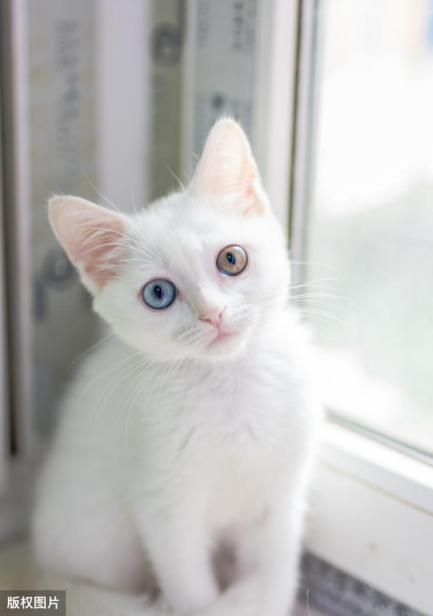 鸳鸯眼猫咪真的会耳聋吗？