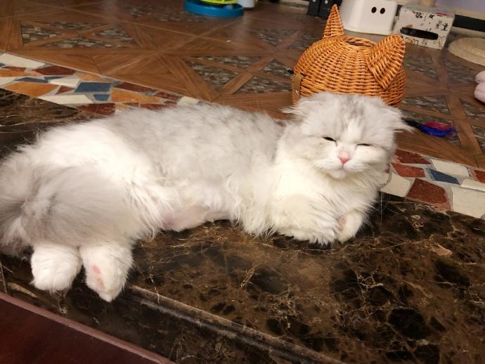 猫咪戴个圈就能灭跳蚤？新手千万别被忽悠！