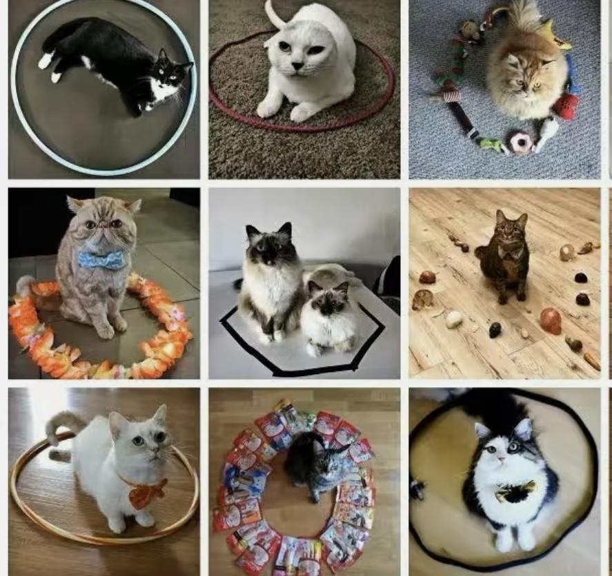 猫咪为什么能钻进比自己小的盒子？