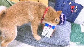 新手养猫必看！给主子喝的羊奶粉到底怎么选？