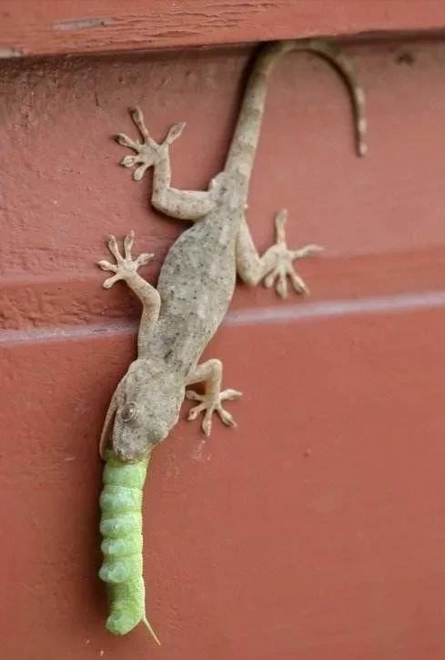 揭秘:壁虎互助到底是不是真的,一文读懂! 揭秘:壁虎互助到底是不是真的,一文读懂!