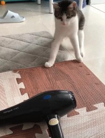 猫咪被揍后会偷偷报复主人吗？