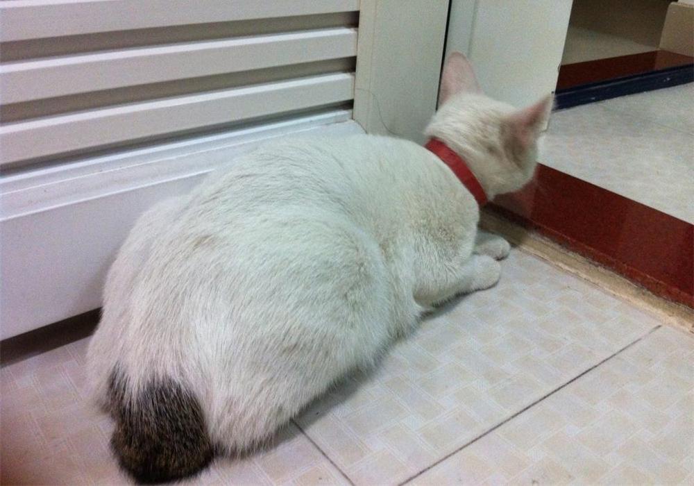 猫咪牙黄得像烟民?这正常吗? 猫咪牙黄得像烟民?这正常吗?