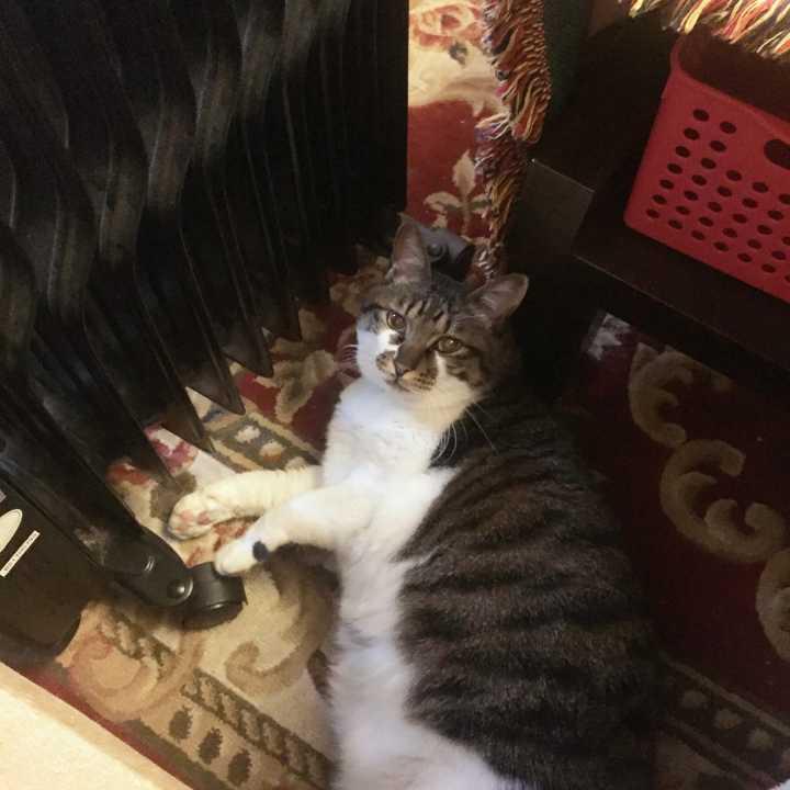 给猫咪挂水真的安全吗？你可能忽略的7个隐患