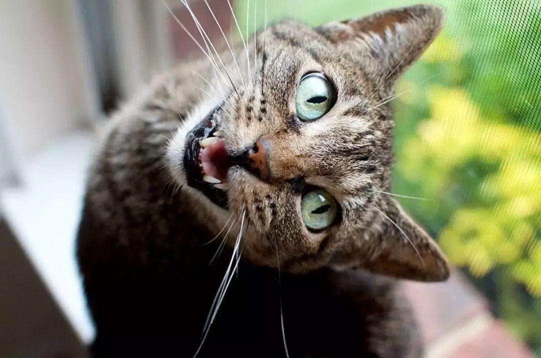 你家猫主子每天喵喵叫到底在说什么? 你家猫主子每天喵喵叫到底在说什么?