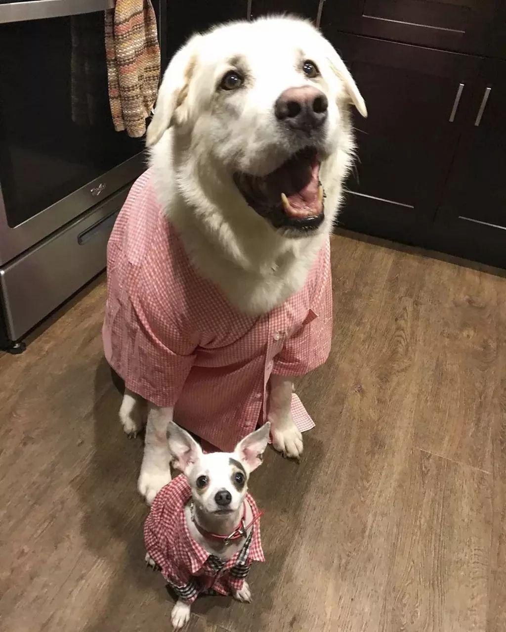 新手铲屎官必看:你家猫主子每天拉几次才算正常? 新手铲屎官必看:你家猫主子每天拉几次才算正常?