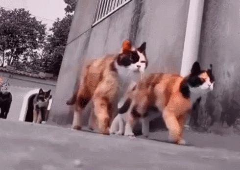 猫咪到底几度会冻到瑟瑟发抖？