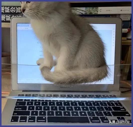 主子摔成「玻璃渣腿」还能救回来吗？