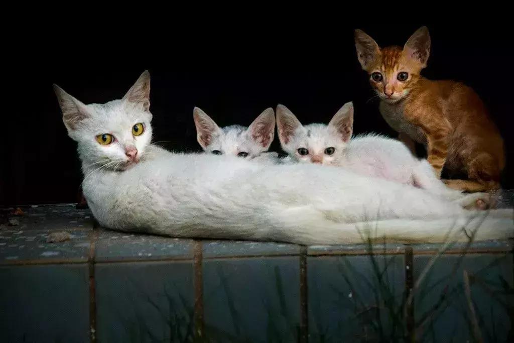 怎么用文字抓住猫咪慵懒的神韵？