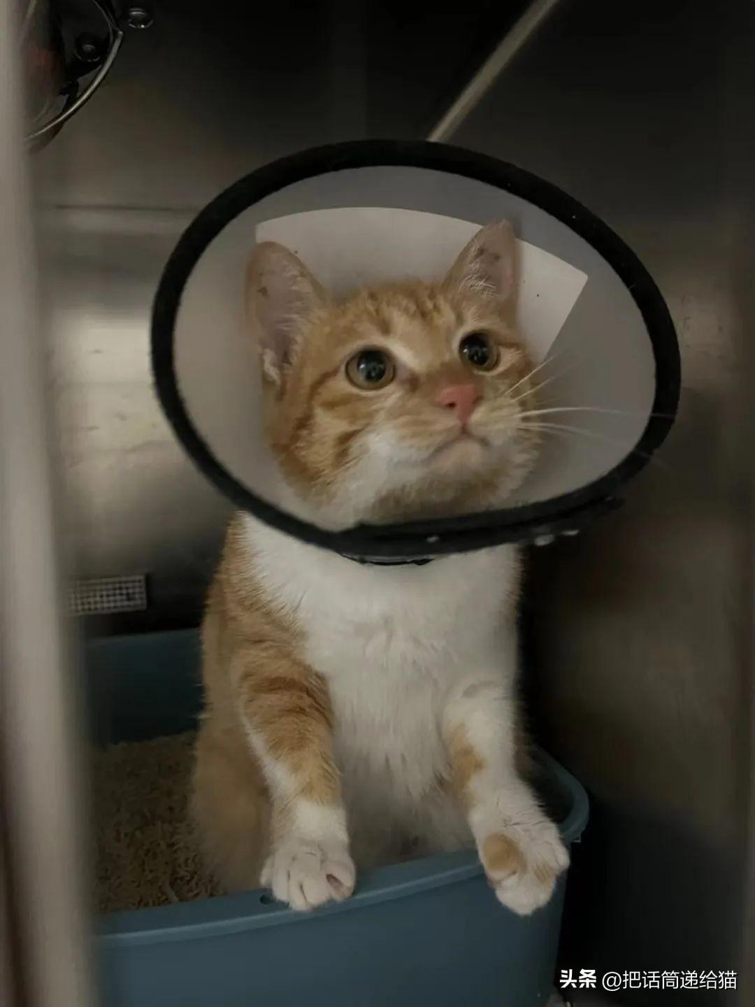 猫咪打喷嚏流脓鼻涕会死吗? 猫咪打喷嚏流脓鼻涕会死吗?