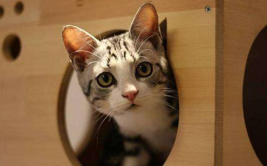 你家猫主子每天拉几次粑粑才算正常? 你家猫主子每天拉几次粑粑才算正常?