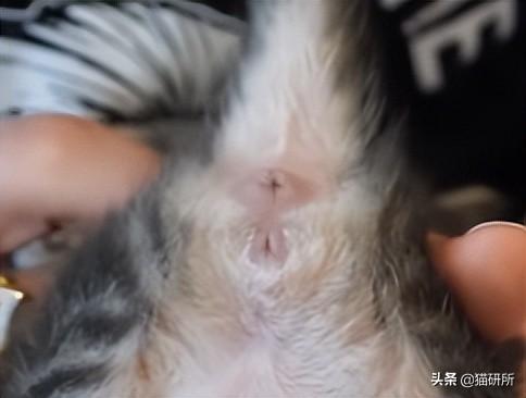 刚捡到一个月大的小奶猫该怎么办? 刚捡到一个月大的小奶猫该怎么办?
