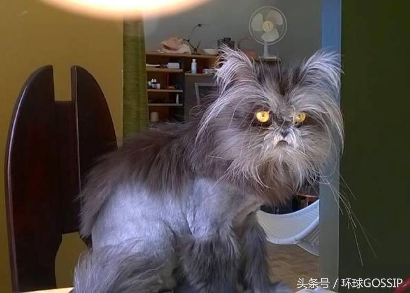 第一次带猫看病该注意哪些坑？