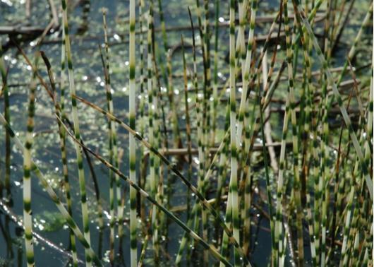 在北美草原深处找老乡到底能有多难？