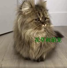 abramovi04这游戏到底怎么玩才不会开局暴毙? abramovi04这游戏到底怎么玩才不会开局暴毙?