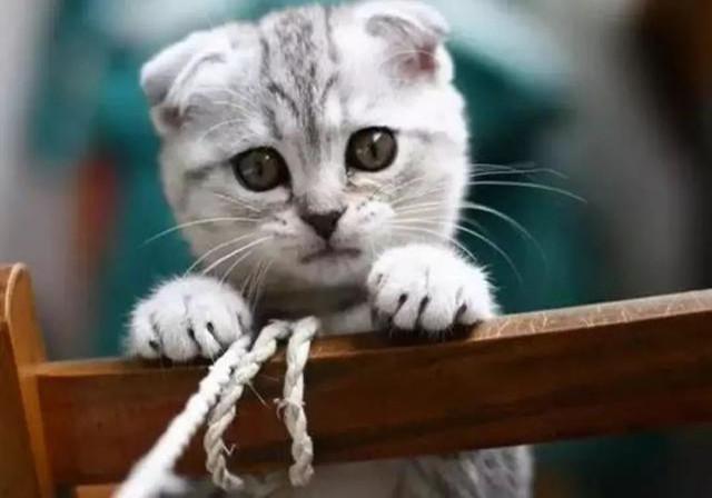 你家猫主子晒太阳会不会晒过头？