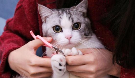 第一次接触猫咪总被挠?手把手教你安全观察小萌宠 第一次接触猫咪总被挠?手把手教你安全观察小萌宠