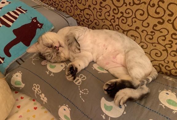 天价换电：整车30万换电池要40万？拆解费用陷阱与避坑指南