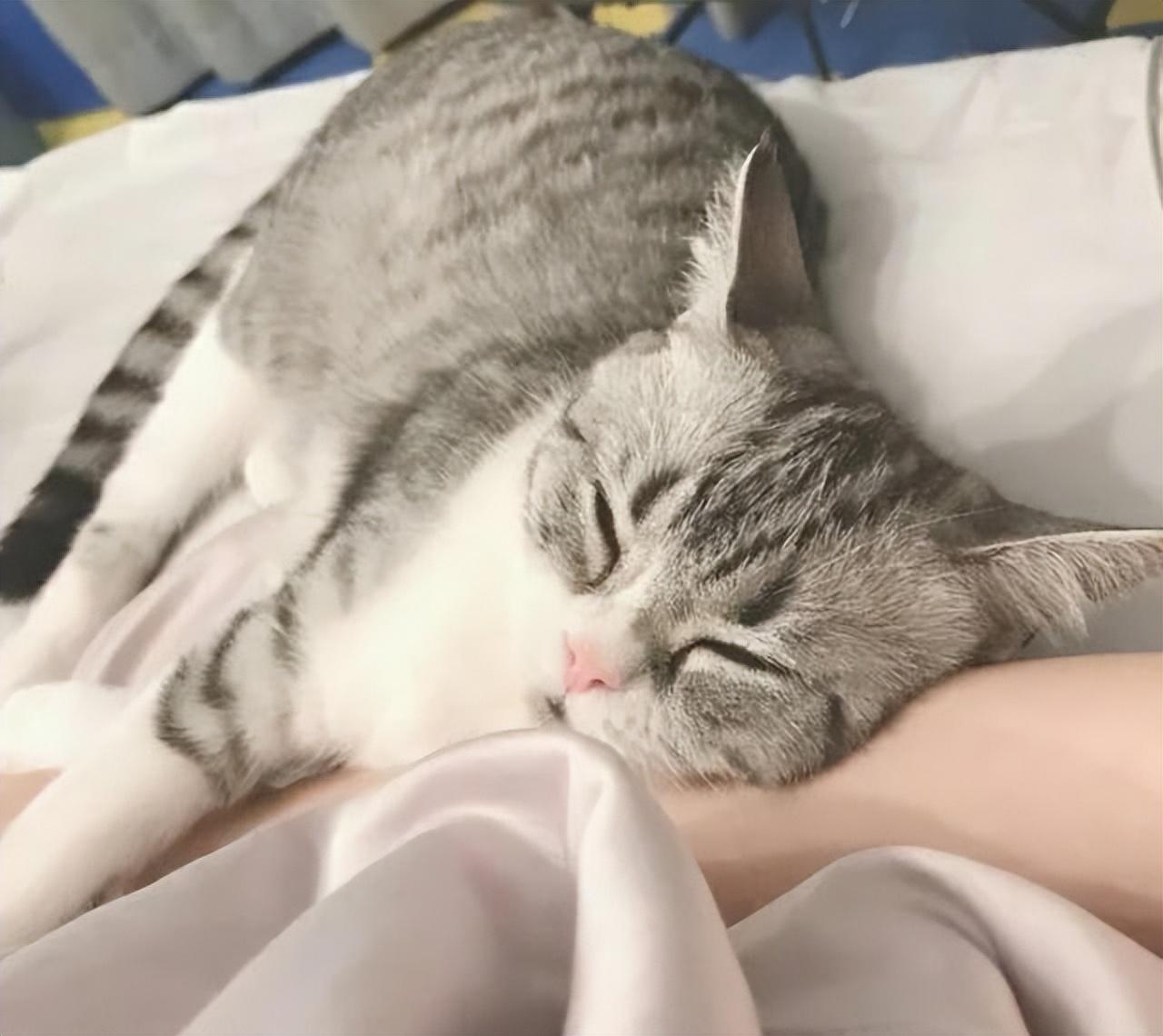 猫咪真的会流眼泪吗？你可能一直误会了！