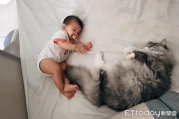 为什么你家猫主子总摆臭脸? 为什么你家猫主子总摆臭脸?