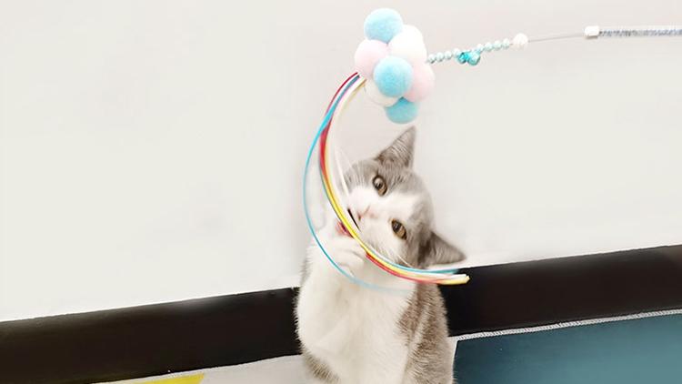 刚接触猫咪iOS官网怎么玩才能不踩坑？