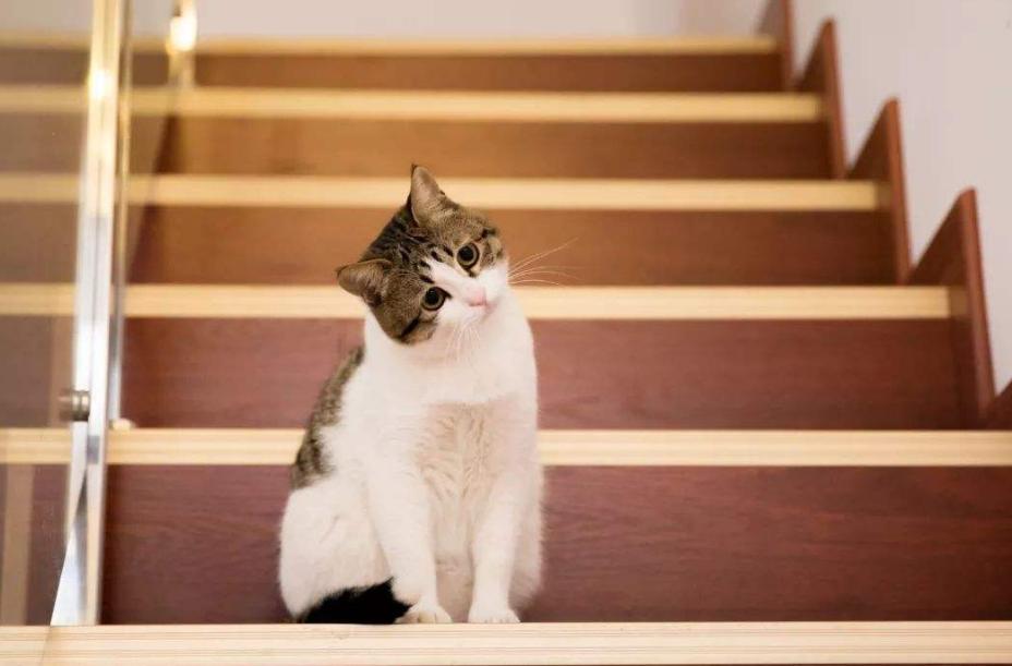 猫咪吃化毛膏吐毛球正常吗？