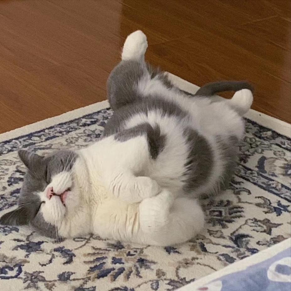 猫咪肚子咕噜响是生病了吗？