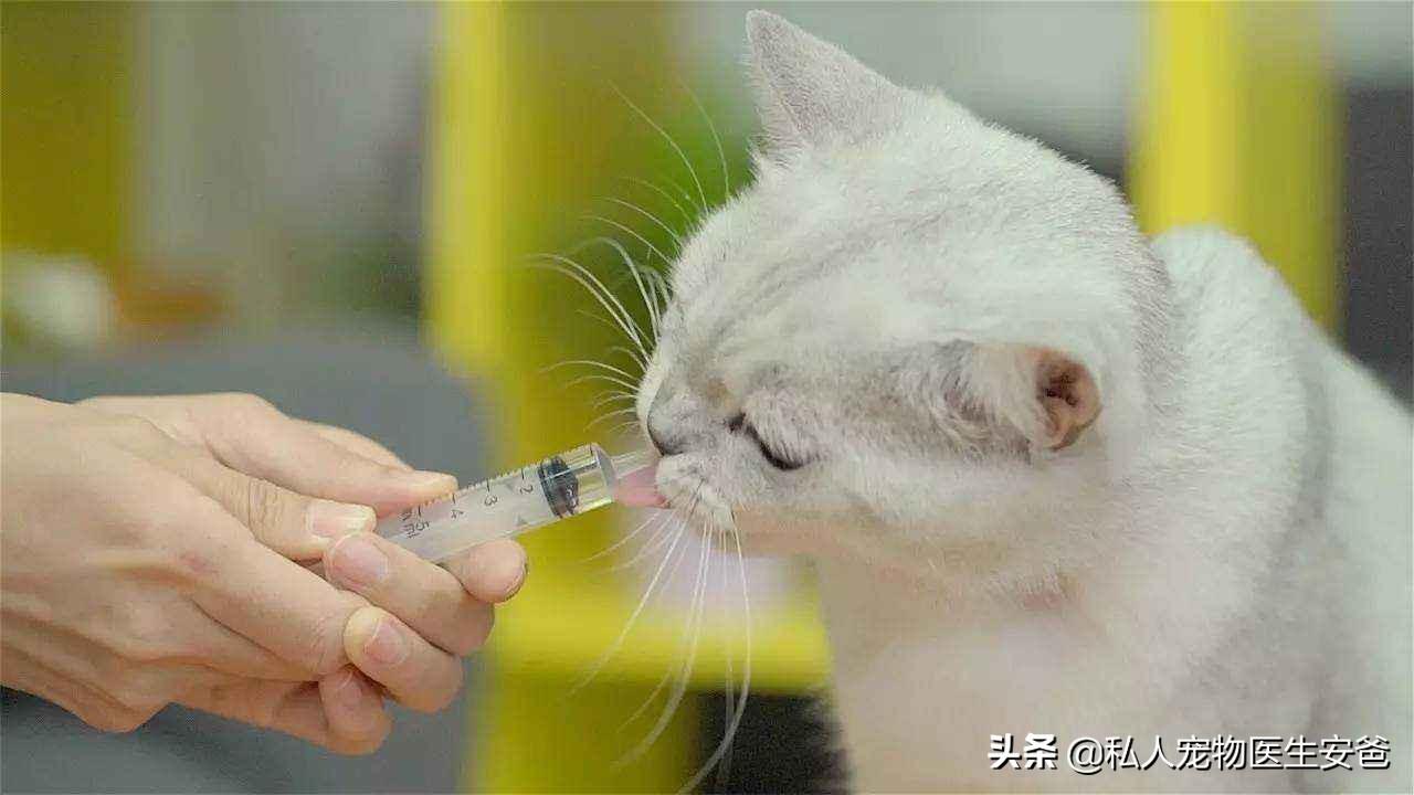 猫咪窜稀三天还能喂蒙脱石散吗？