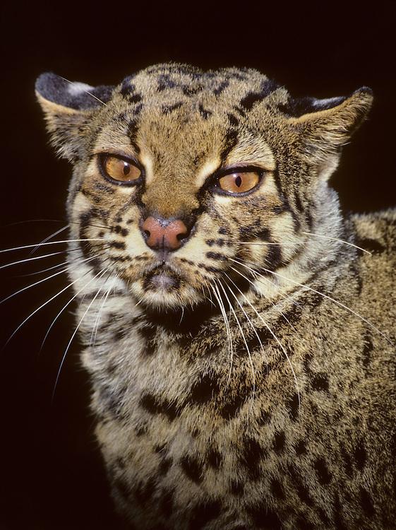 猫咪森林歌词里藏着多少成年人的秘密? 猫咪森林歌词里藏着多少成年人的秘密?