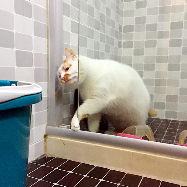 猫咪半夜狂叫是在骂主人吗？