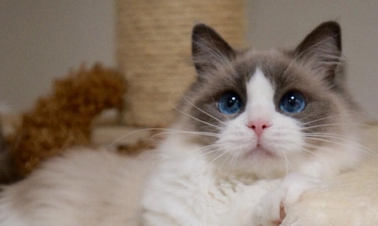 猫咪配种全过程需要多久？