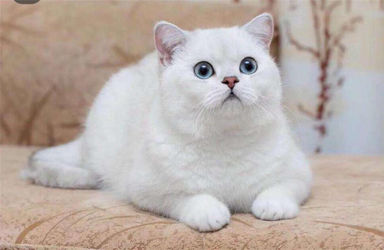 猫咪咬人是在表达爱意还是讨厌你？