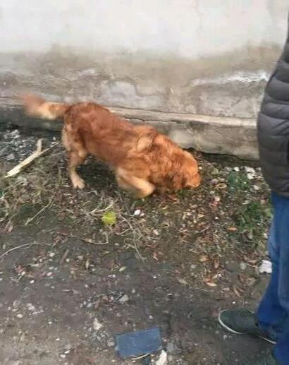 第一次玩蓝鹰玩具要注意哪些坑？