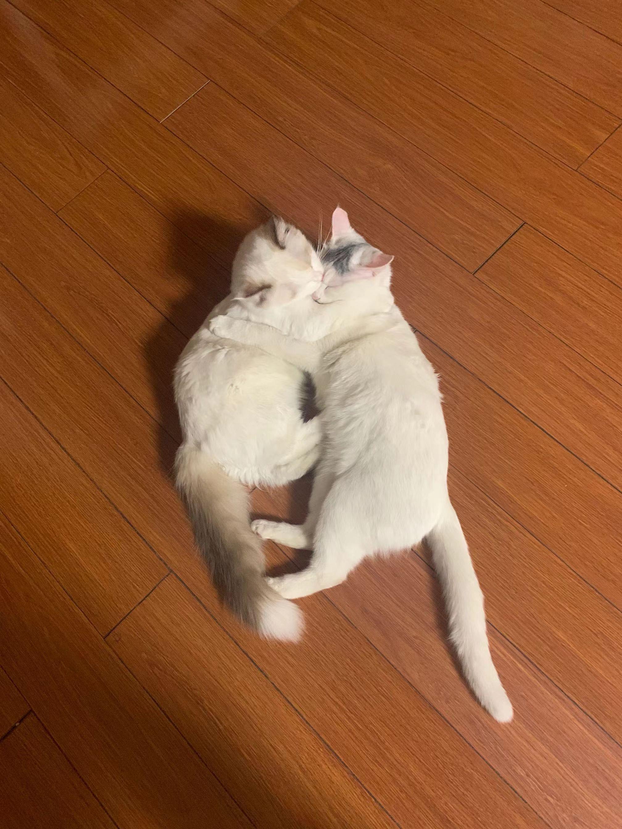 给猫起名太无聊？试试这些让人笑到打滚的奇葩脑洞！