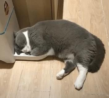 新手养猫到底需要砸多少钱? 新手养猫到底需要砸多少钱?