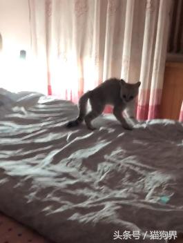 猫咪炸毛时该摸还是装傻？