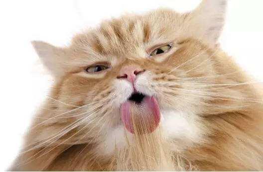 猫咪最怕冷的时候会缩成毛球吗？