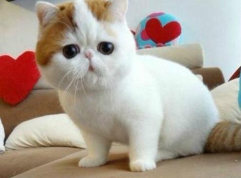 梦见已故老人又要死了？2025年星座运势与3招化解术