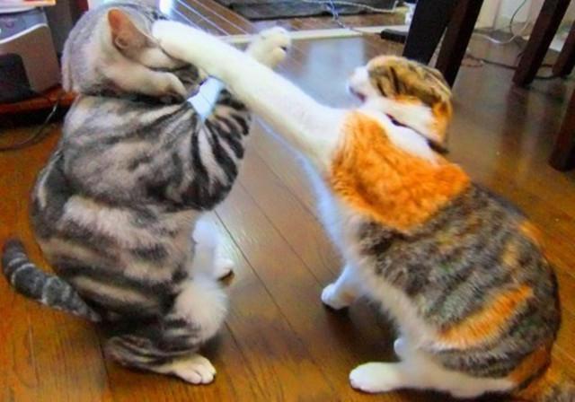 猫咪体温低会自己恢复吗？