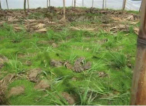 破解版猫咪APP真的安全吗？新手必看避坑指南