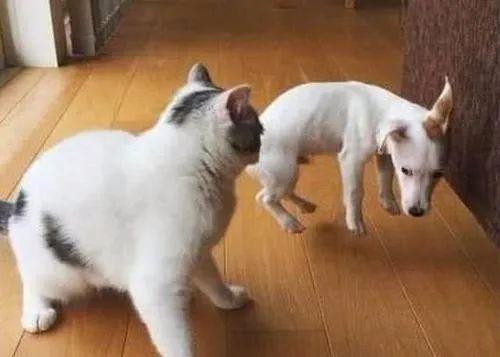 猫咪突然大喘气是得了心脏病吗? 猫咪突然大喘气是得了心脏病吗?