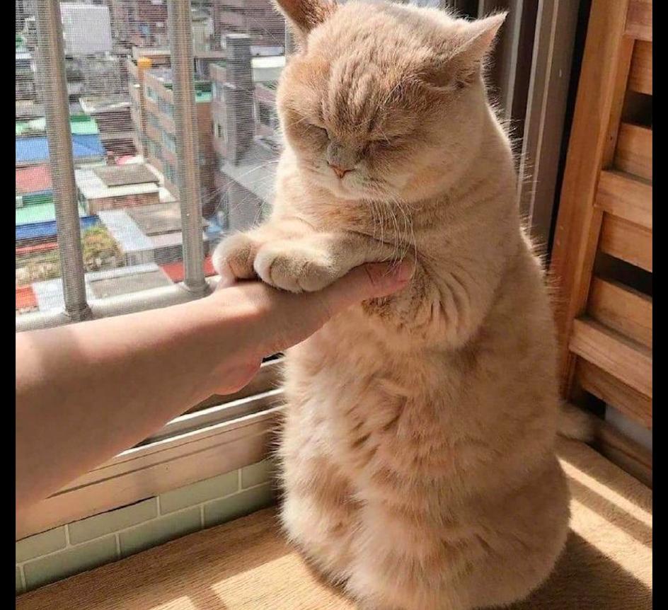 你家猫咪每天躺平晒太阳,真的健康吗? 你家猫咪每天躺平晒太阳,真的健康吗?