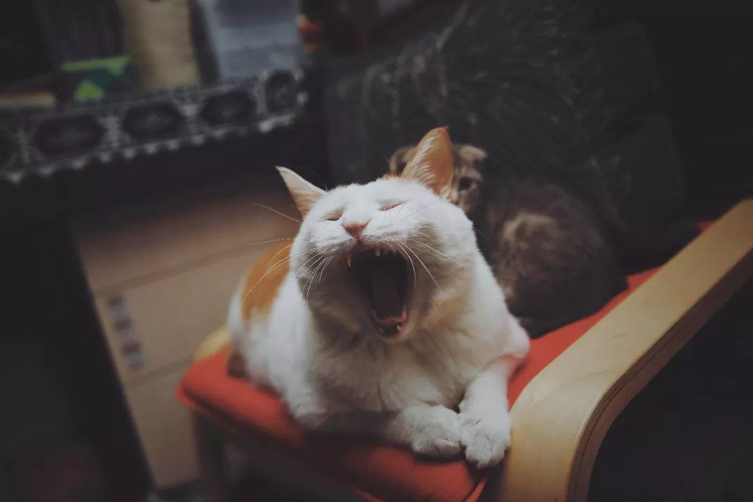 你家奶猫为啥突然变话痨？新手铲屎官必看生存指南！