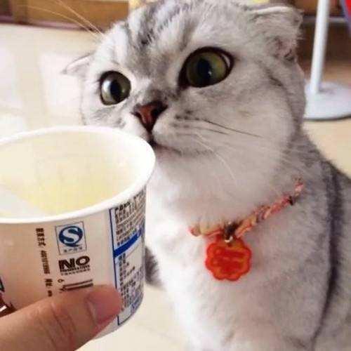 猫咪吃蜂蜜会中毒吗？