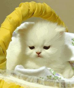 为什么大眼睛猫咪的图片让人忍不住保存？