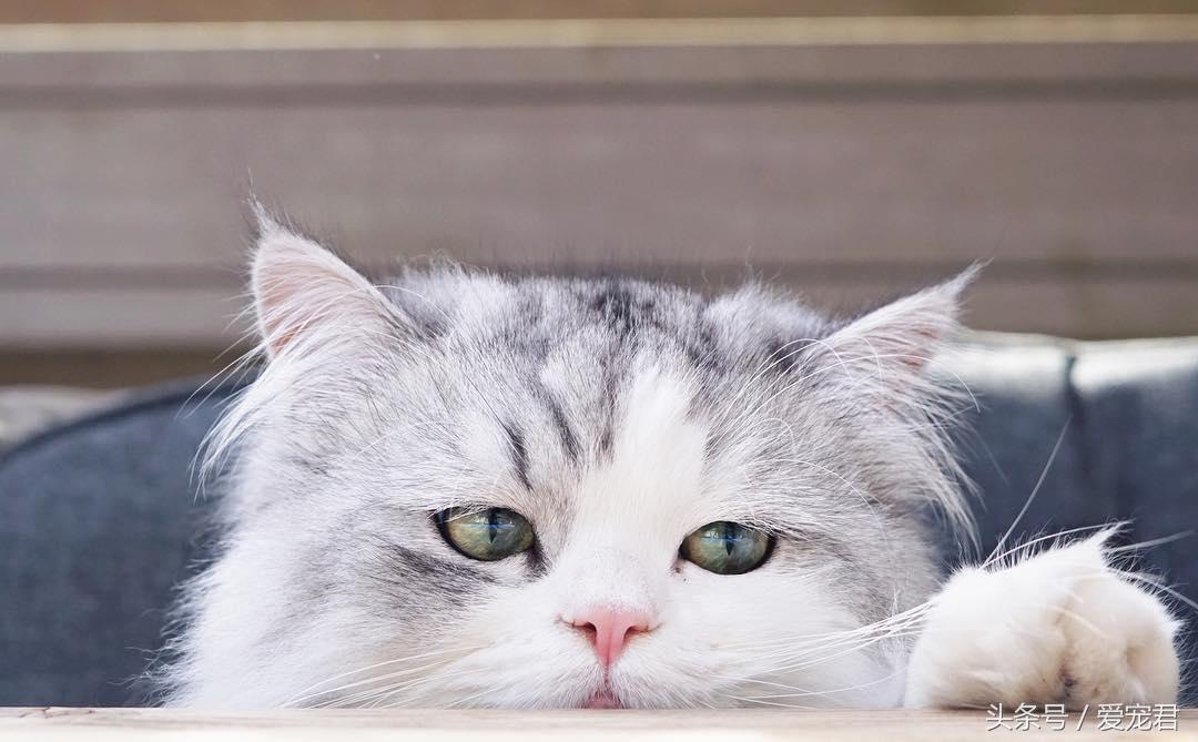 猫咪喘气像跑完马拉松？这正常吗？