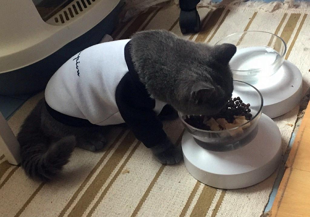 你家主子为啥突然对猫粮爱搭不理? 你家主子为啥突然对猫粮爱搭不理?