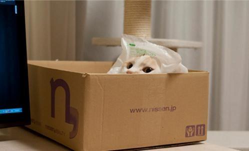 猫咪为啥总爱舔衣服？这5个原因新手必须知道！