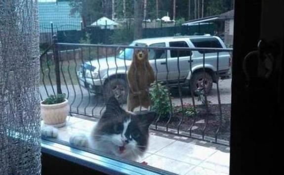 猫咪社区App到底怎么玩才能让主子更爱你？