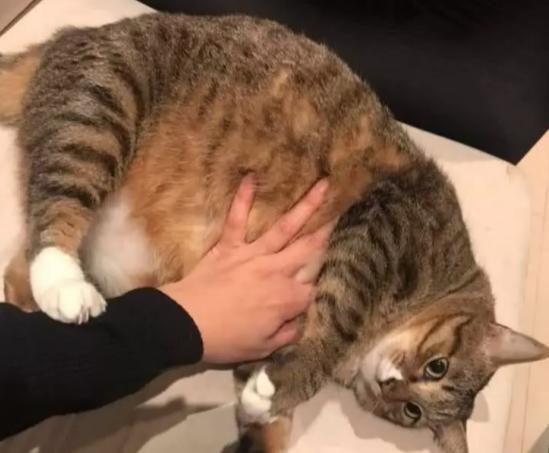 你家猫是虚胖还是真壮？